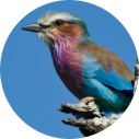 Vogels spotten in Zuid-Afrika - Activiteiten Exclusive Culitravel