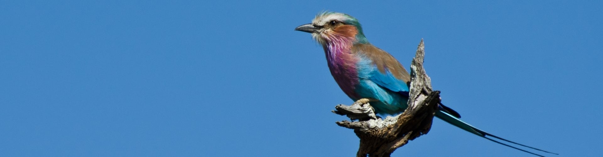 Vogels spotten in Zuid-Afrika - Activiteiten Exclusive Culitravel