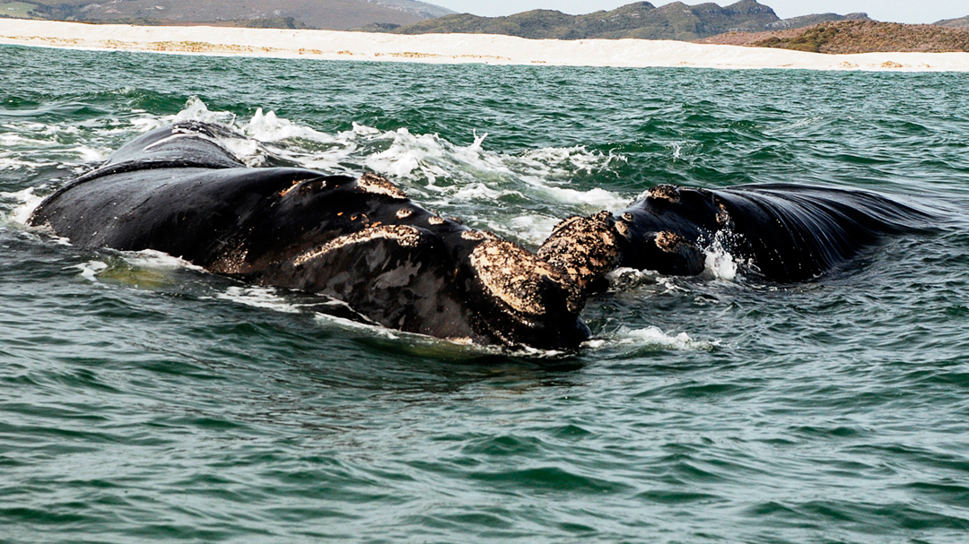 Walvissen spotten - Activiteiten Zuid-Afrika