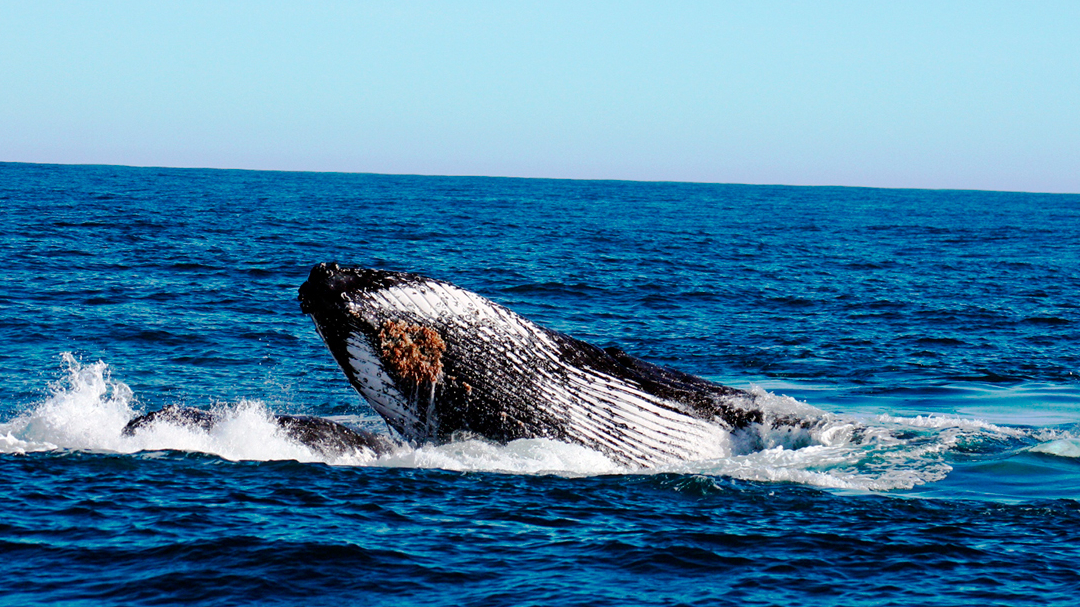 Walvissen spotten - Activiteiten Zuid-Afrika