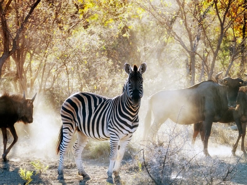 Limpopo - Provincies en Regio's Zuid-Afrika