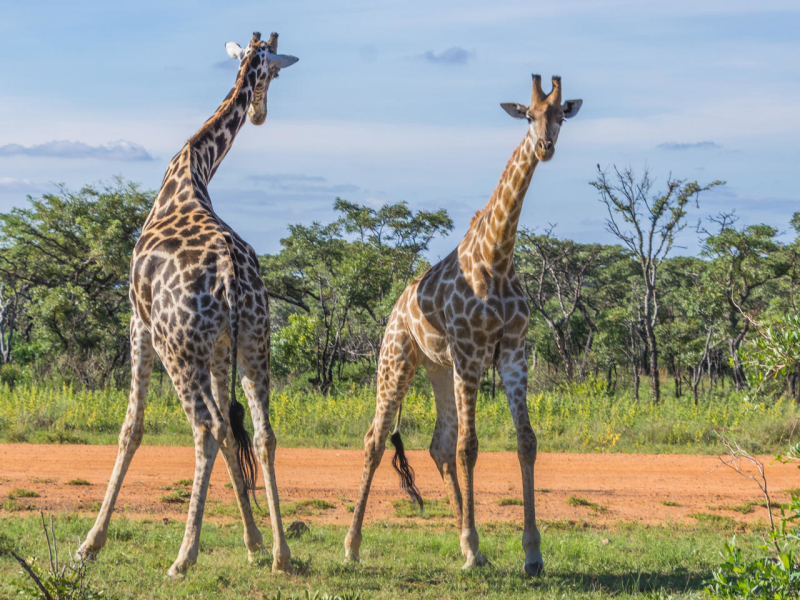 Welgevonden Game Reserve - Luxe Safari Zuid-Afrika