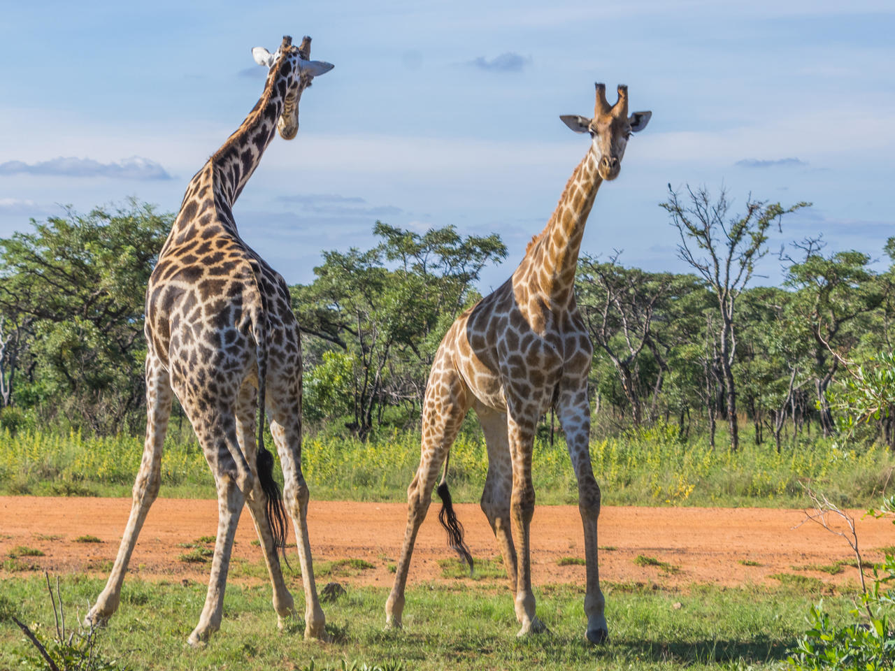 twee giraffen welgevonden game reserve