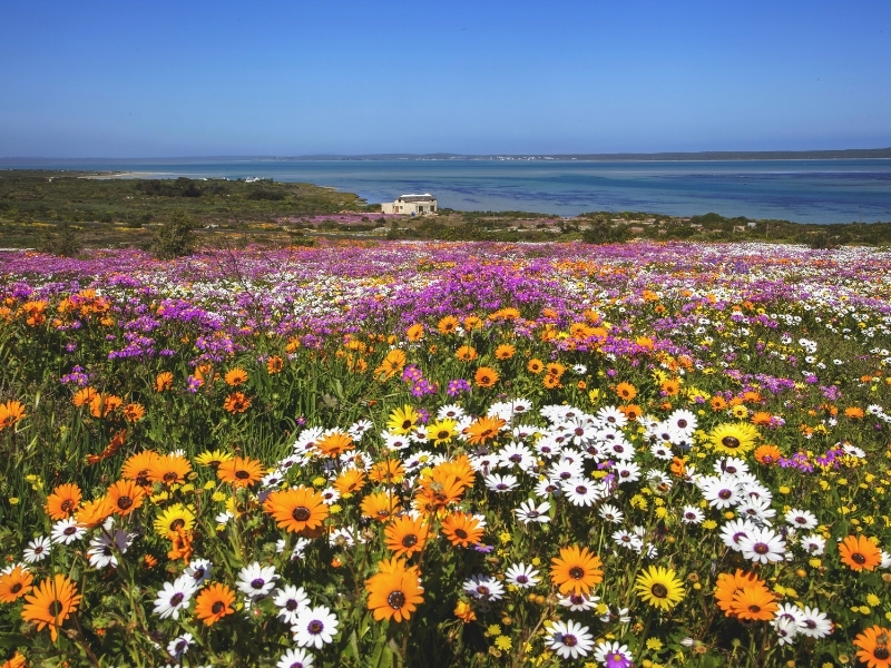 wild-flowers-western-cape-south-africa