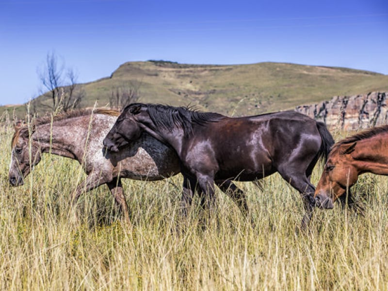 Wild Horses Lodge - Luxe Accommodatie Drakensberge