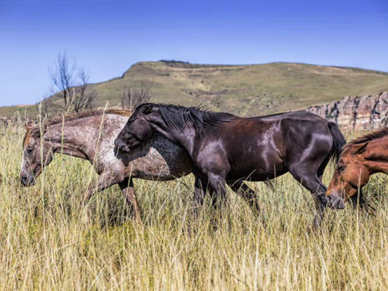 wild-horses-lodge-drakensberge-paarden