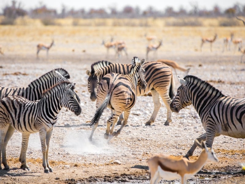 zebras-zuid-afrika