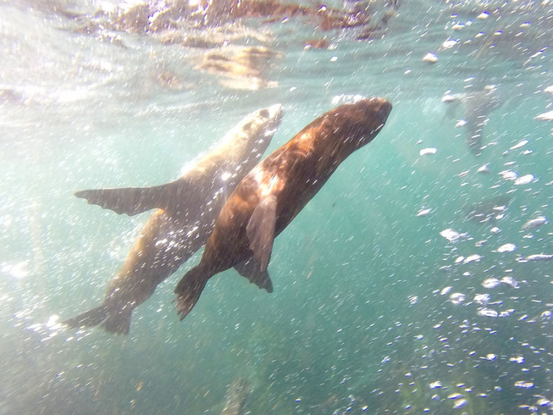 Snorkelen met zeehonden - Hout Bay Zuid-Afrika