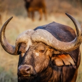 african-buffalo