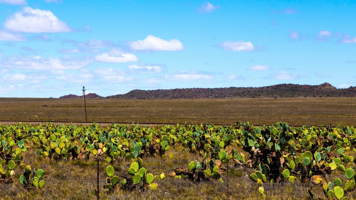 aloe-farm-bloemfontein-zuid-afrika.jpg