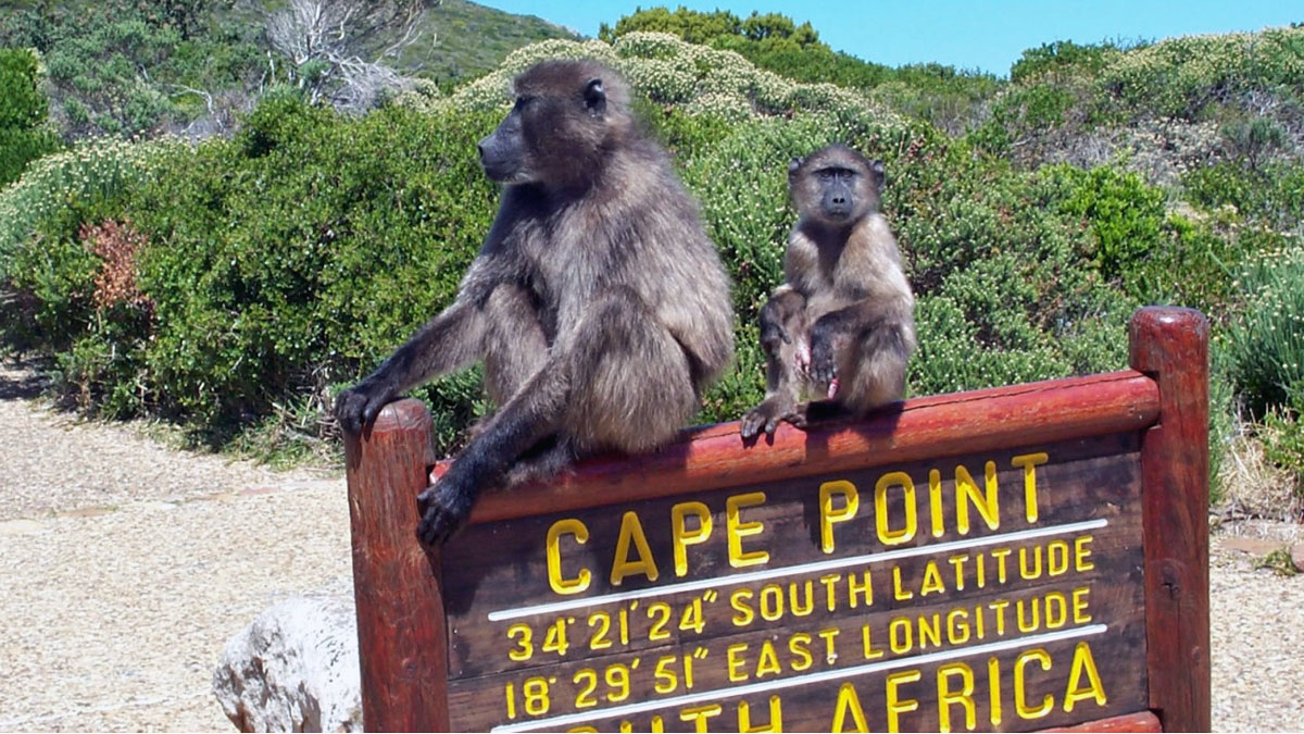 baboons-bij-cape-point-1200x675.jpg