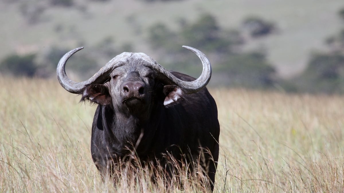 buffalo-route-eastern-cape-south-africa.jpg