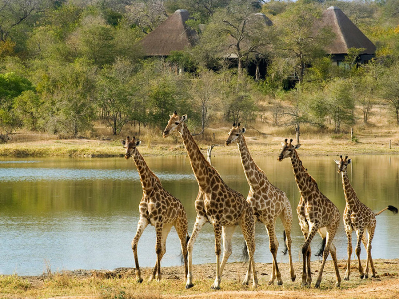 chitwa-chitwa-private-game-lodge-krugerpark-zuid-afrika-giraffe