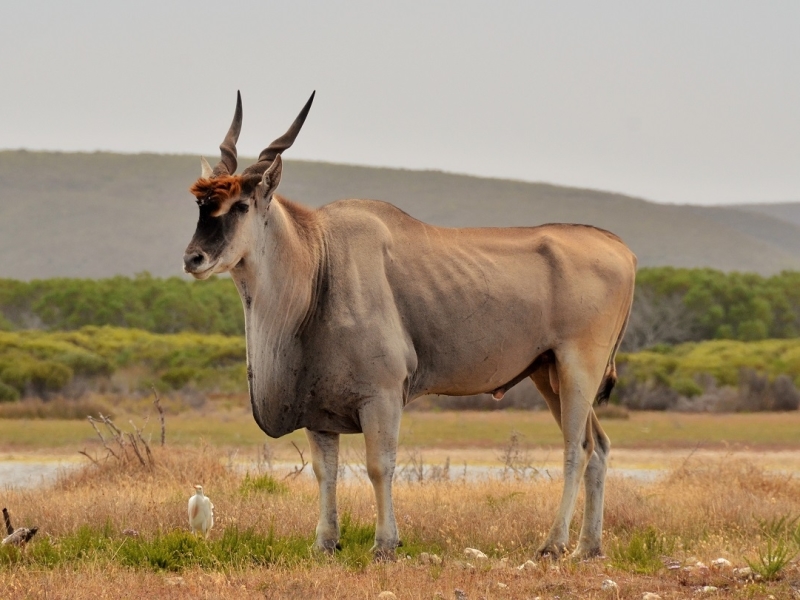 eland-bul-de-hoop-nature-reserve-zuid-afrika.jpg