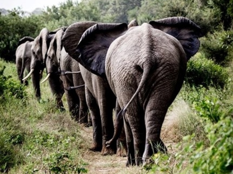 Dulini-river-lodge-olifant
