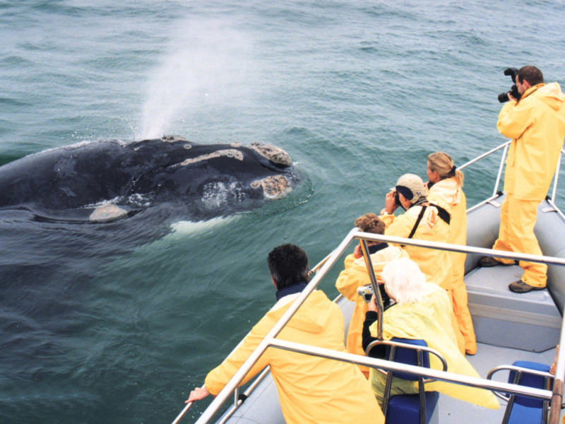grootbos-nature-reserve-lodge-de-kelders-walvissen-vanaf-boot