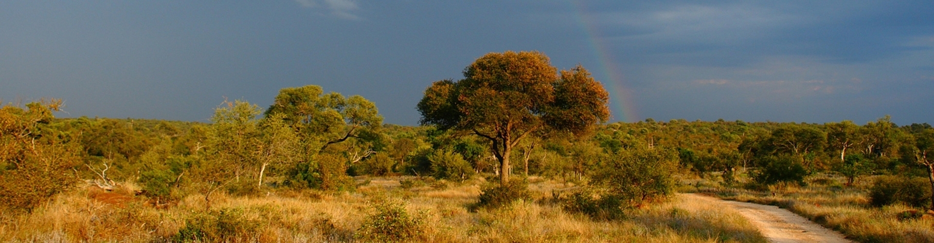 header-provincie-limpopo-krugerpark-informatie-zuid-afrika-1920x500-1