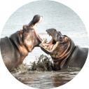 kruger-national-park-zuid-afrika-nijlpaarden