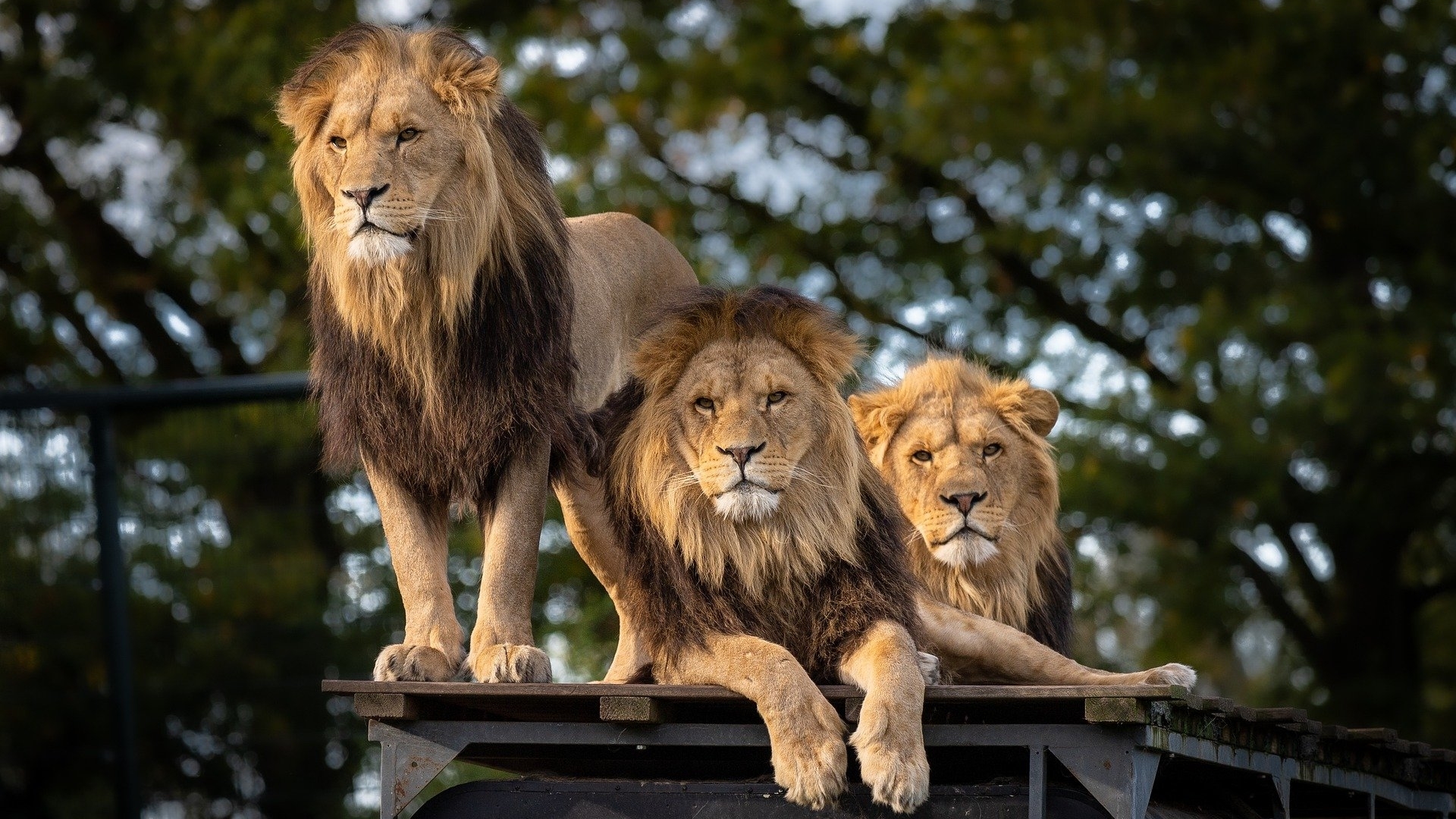 lion-safari-zuid-afrika