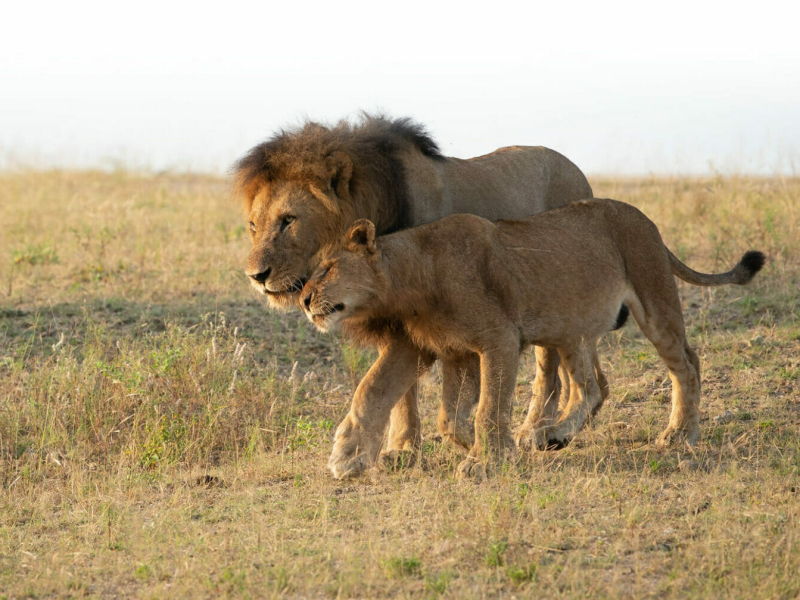 londolozi-game-reserve-leeuwen