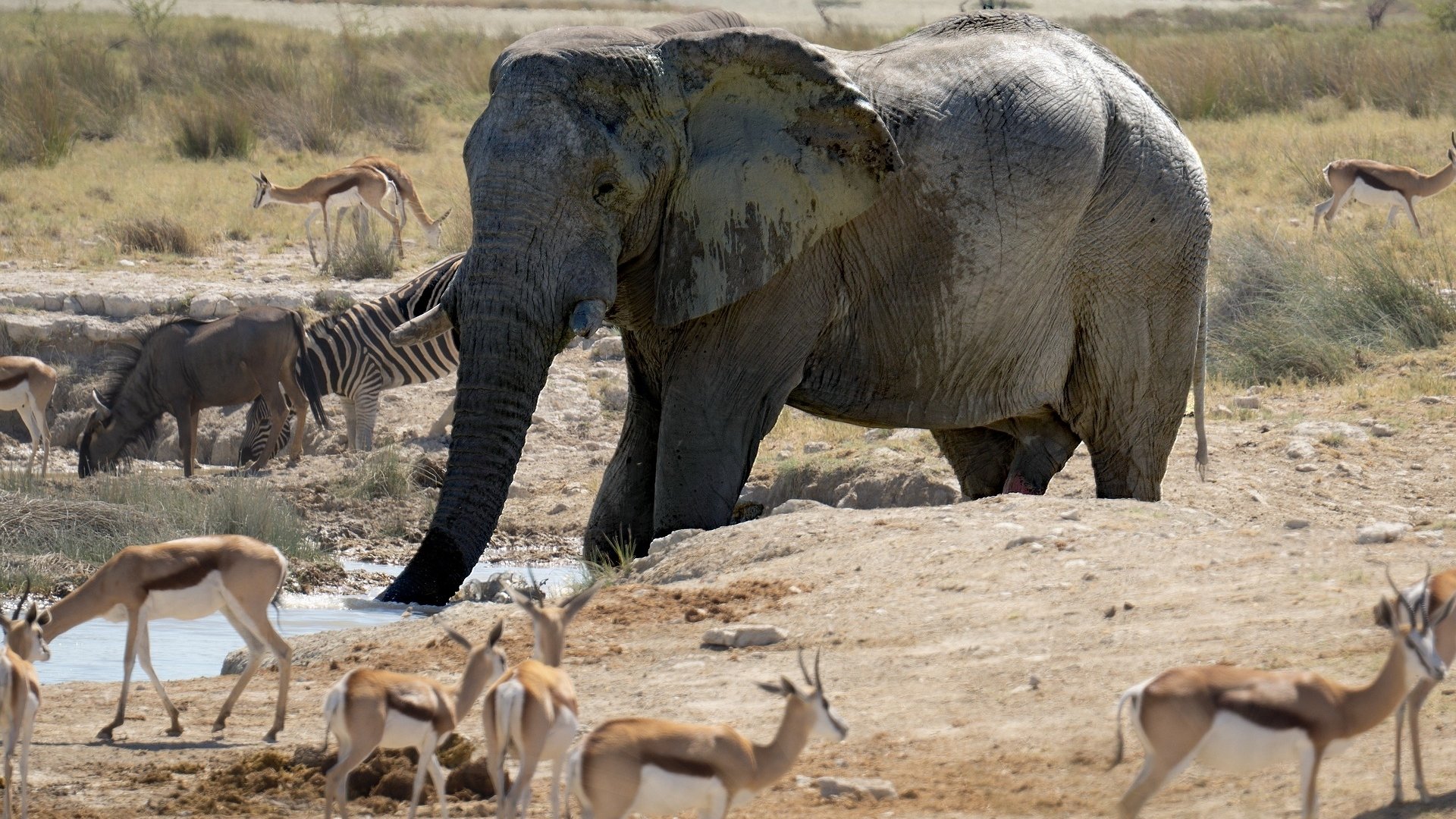 olifant-gazelle-zuid-afrika-waterpool