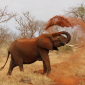olifant-zuid-afrika
