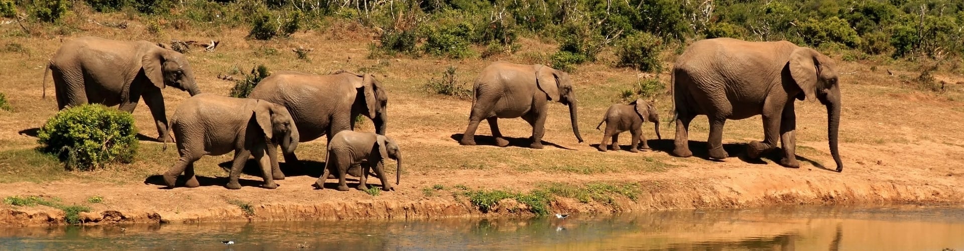 olifanten-zuid-afrika