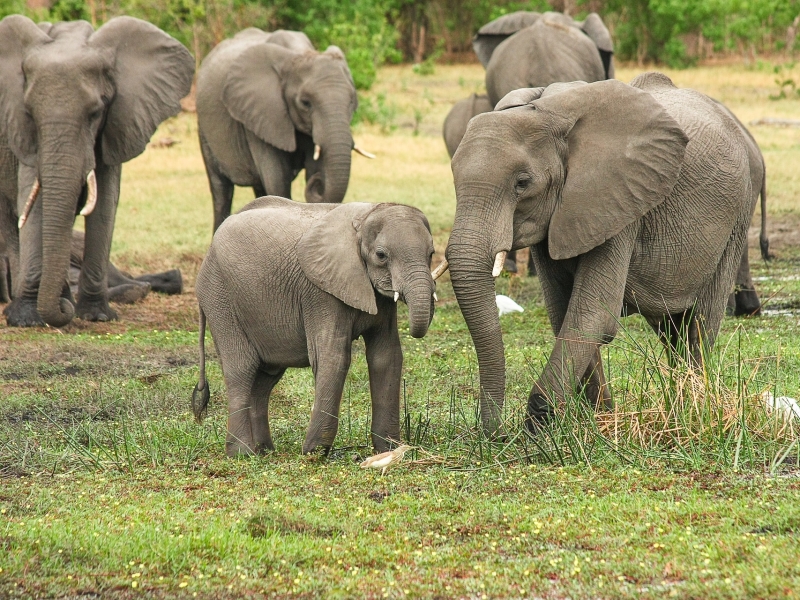 olifantenkudde