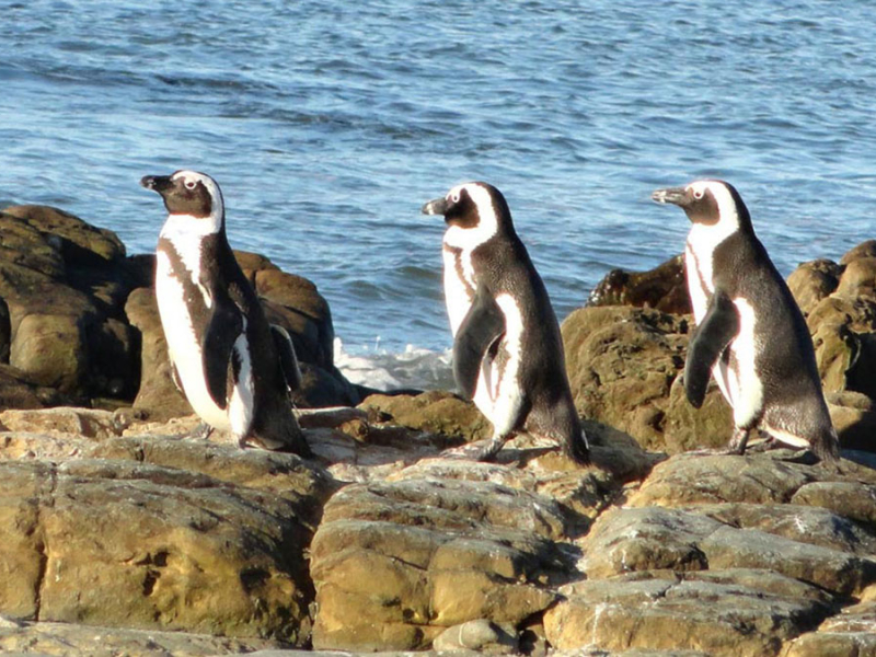 pinguins-op-robben-eiland-1.jpg