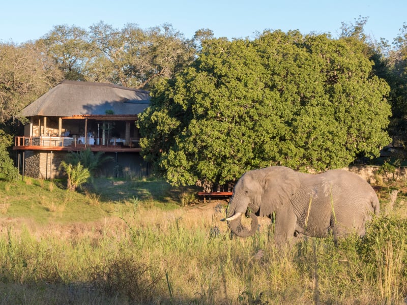 River Lodge and elephant