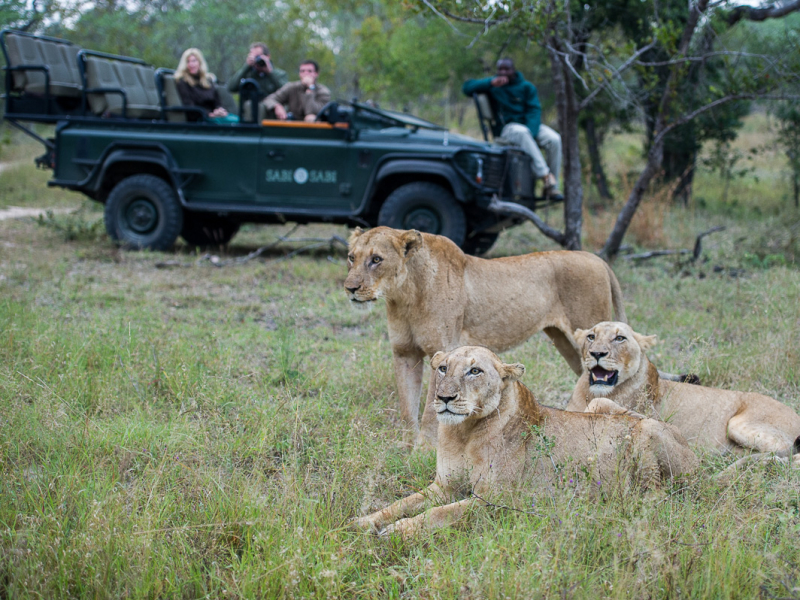 sabi-sabi-private-game-reserve-safari-lodge-krugerpark-sabi-sands-leeuwen-5.jpg