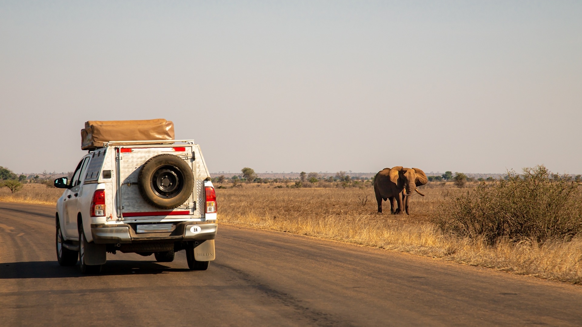 safari-olifant-afrika