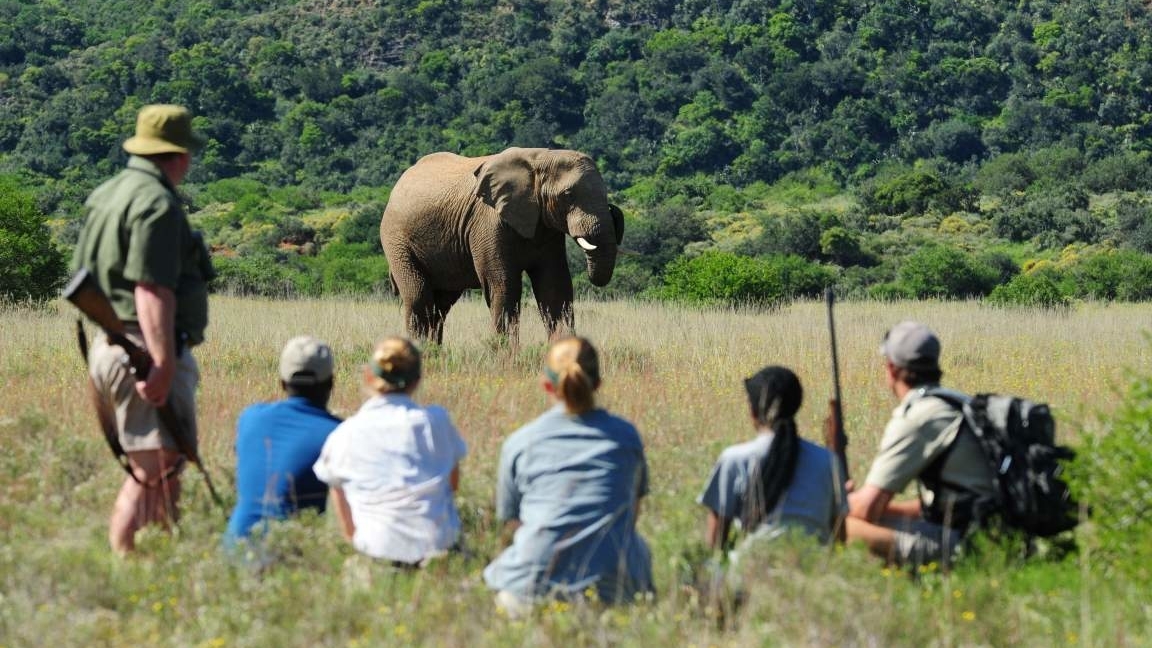 shamwari-game-reserve-walking-safari-elephant