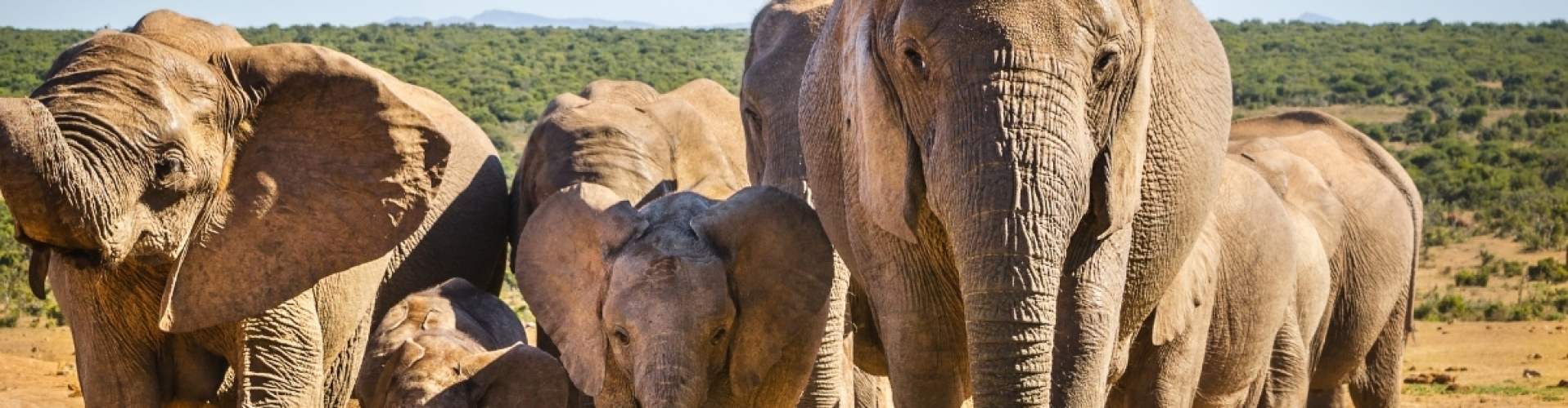 addo elephant zuid afrika