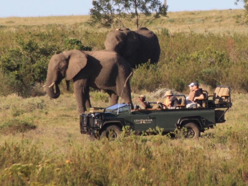 botlierskop-mossel-bay-safari-olifant