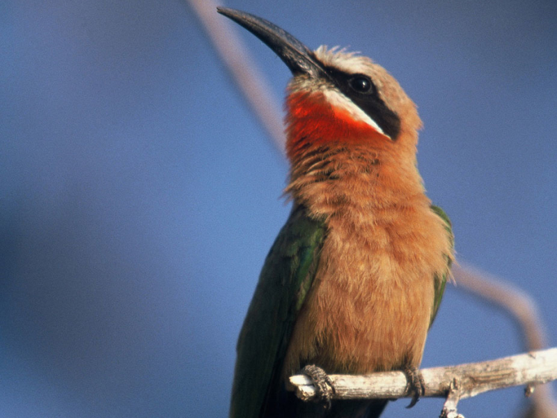 botswana vogel