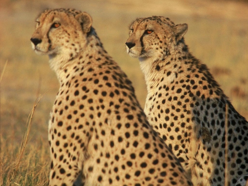 botswana-cheetah