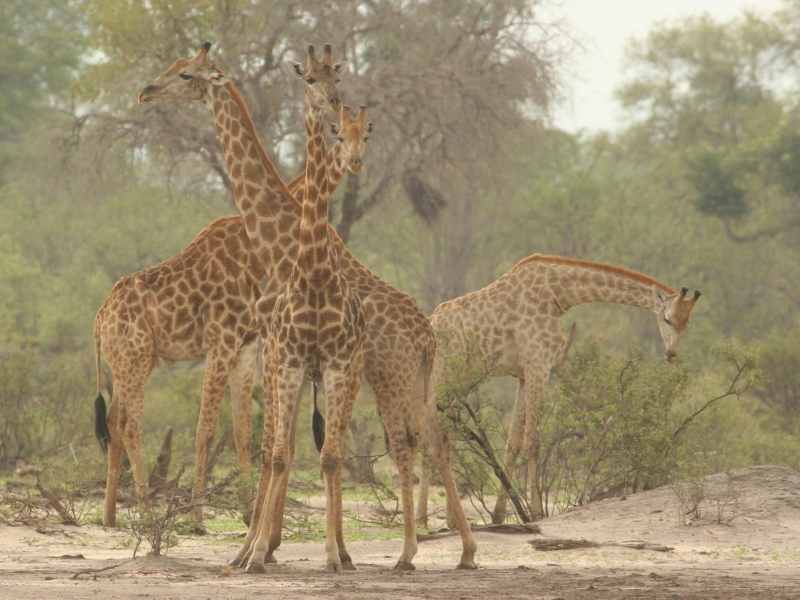 botswana-giraffen