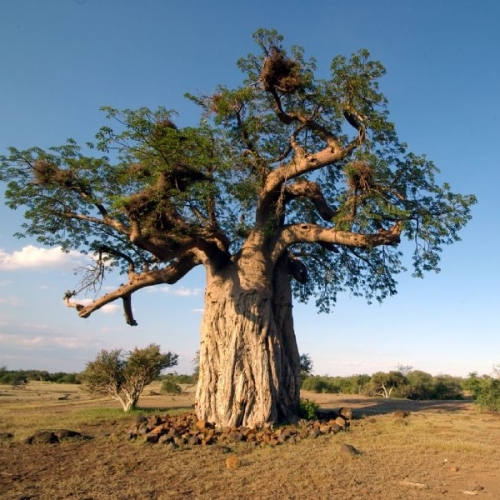 botswana grote boom