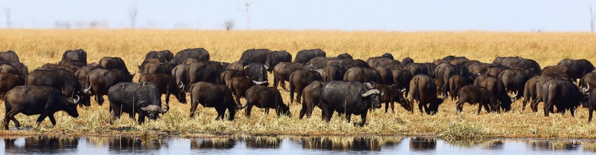 botswana buffels