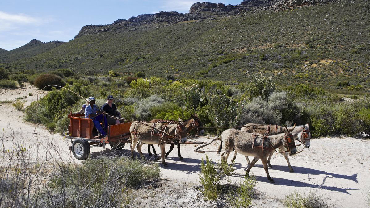 cederberge-heritage-trail-donkey-cart-trail