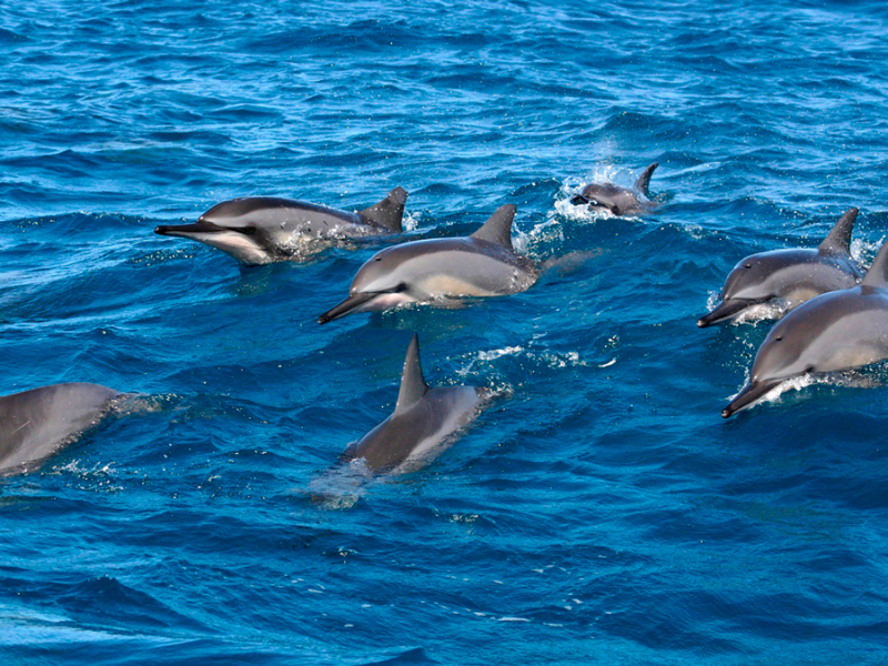 mauritius dolfijnen spotten