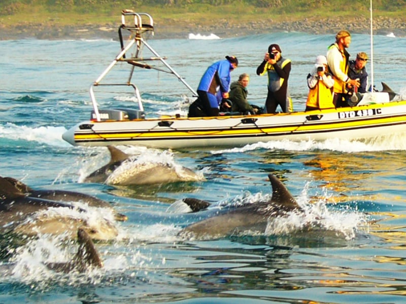 dolfijnen spotten in zuid afrika kleine boot