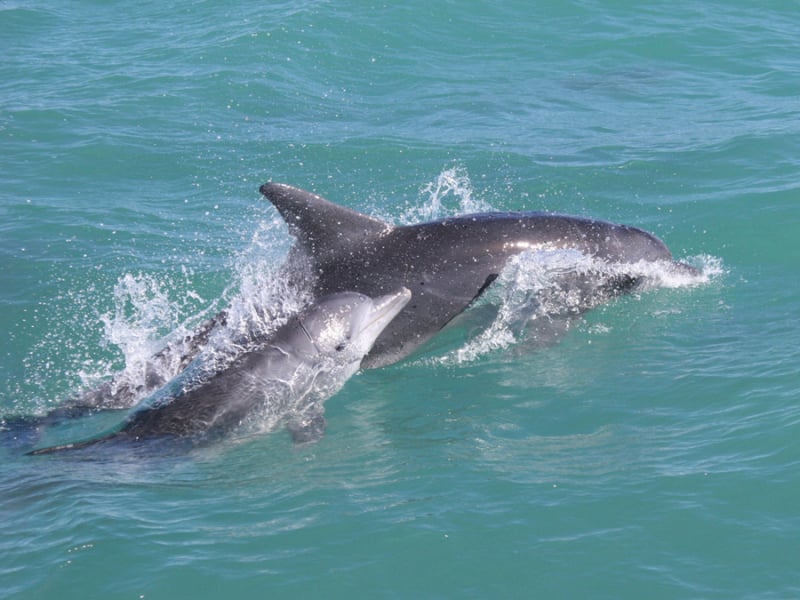 dolfijnen-in-zuid-afrika