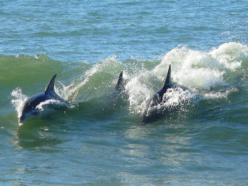 dolfijnen-spotten-aan-de-zuid-afrikaaanse-kust