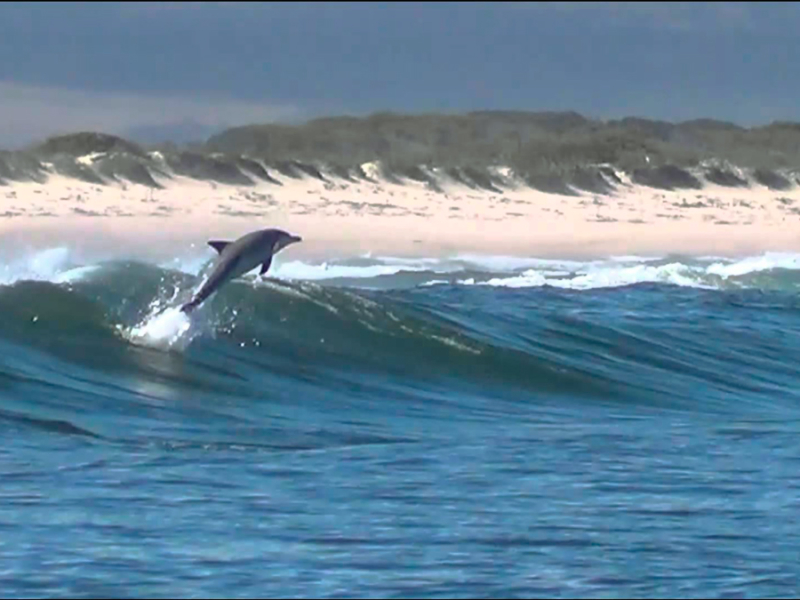 dolfijnen-spotten-aan-de-zuid-afrikaanse-kusten