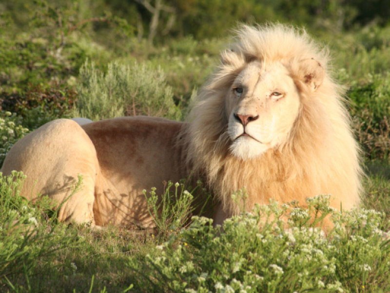 pumba zuid afrika white lion