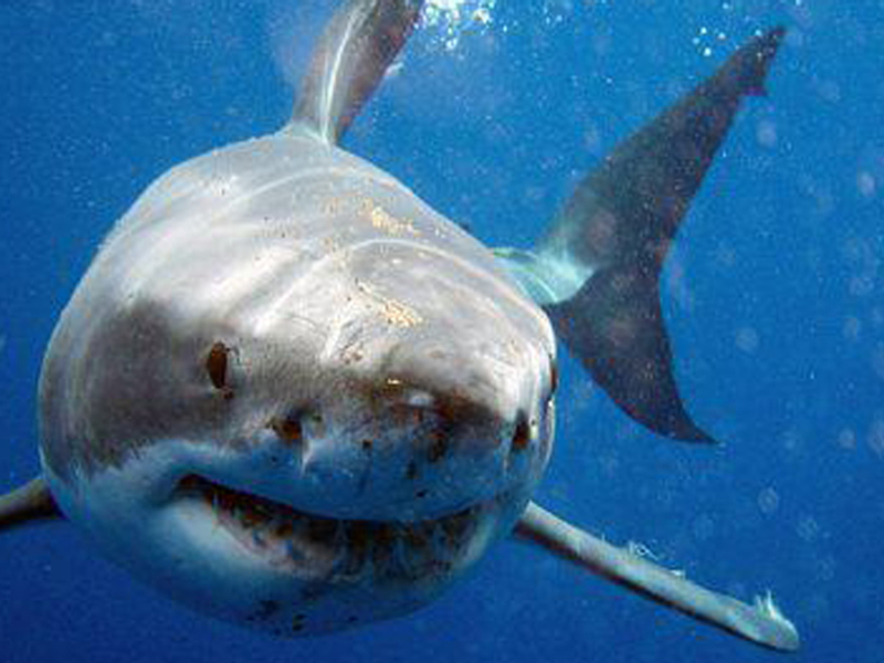 great-whit-shark-haaien-duiken-zuid-afrika