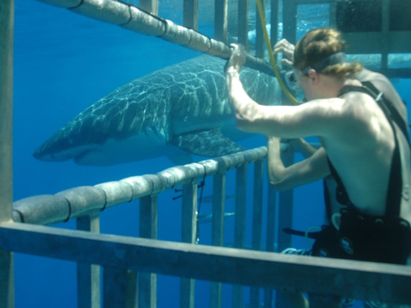 great-whit-shark-haaien-duiken-zuid-afrika cage diving