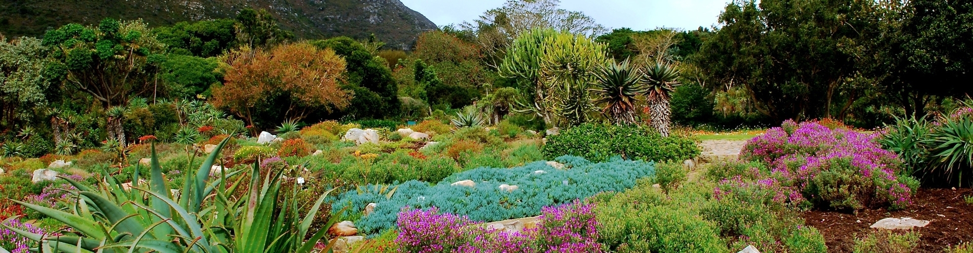 kirstenbosch gardens in zuid afrika botanical garden